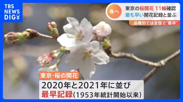 【速報】東京の桜が開花　最も早い記録に並ぶ　ソメイヨシノでは今年全国で最も早い開花｜TBS NEWS DIG