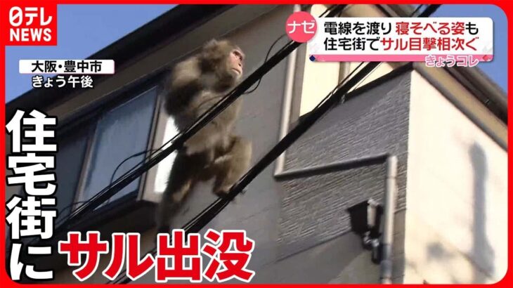 【目撃相次ぐ】大阪・豊中市の住宅街にサル出没 「移動する習性」で迷い込んだ…？