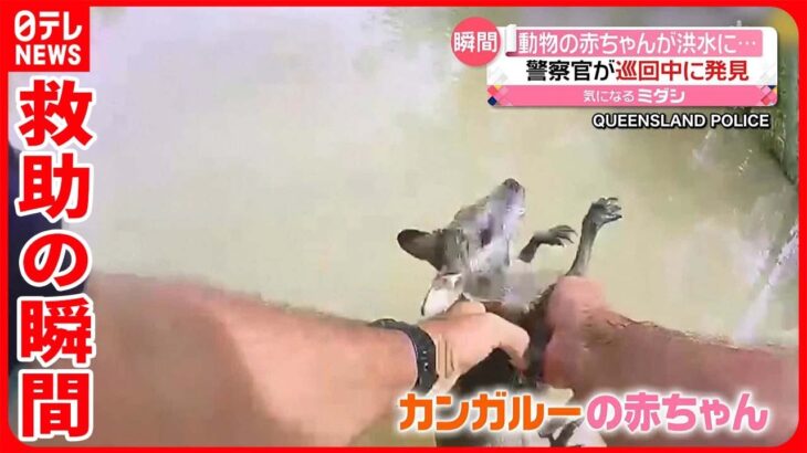 【救助の瞬間】カンガルーの赤ちゃんが洪水に…警察官がボートで巡回中に発見 オーストラリア