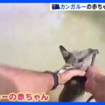 洪水被害拡大の豪 ボートでカンガルーの赤ちゃん救出　近くにはワニ目撃情報も｜TBS NEWS DIG