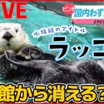 【どうぶつまとめ】ラッコが水族館から消える？国内でわずか3頭に…/お客様は”野生のコアラ” ガソリンスタンドに入店し店員に…/驚がく！ダチョウに乗って登校　など （日テレNEWSLIVE）