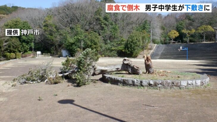 公園で木が倒れ…中１男子が下敷きになり腰骨折れる重傷　腐食していたが市は把握せず（2023年3月15日）