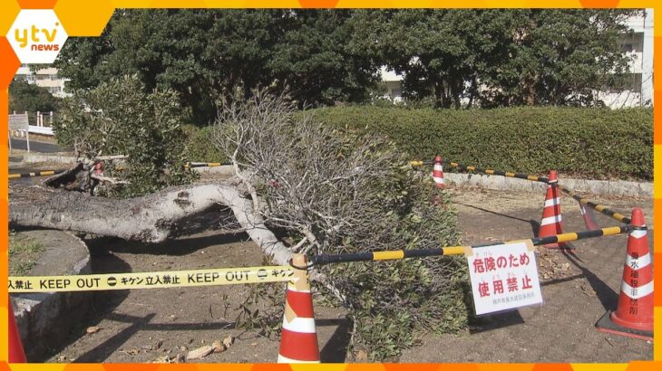公園で高さ５メートルの木が倒れ、男子中学生が腰の骨を折る大けが　幹の中が腐食　神戸市垂水区