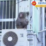 住宅街にサル「電線を綱渡り」「野菜を拾い食い」「カラスと交流」縦横無尽に動き回る（2023年3月15日）