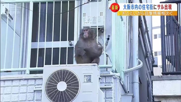 住宅街にサル「電線を綱渡り」「野菜を拾い食い」「カラスと交流」縦横無尽に動き回る（2023年3月15日）