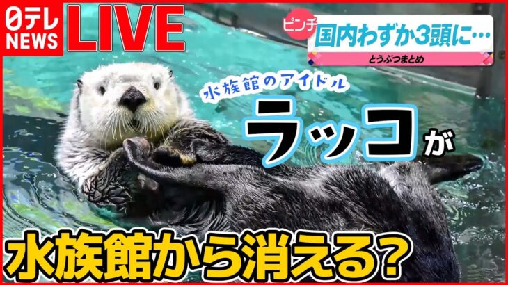 【どうぶつまとめ】ラッコが水族館から消える？国内でわずか3頭に…/お客様は”野生のコアラ” ガソリンスタンドに入店し店員に…/驚がく！ダチョウに乗って登校　など （日テレNEWSLIVE）