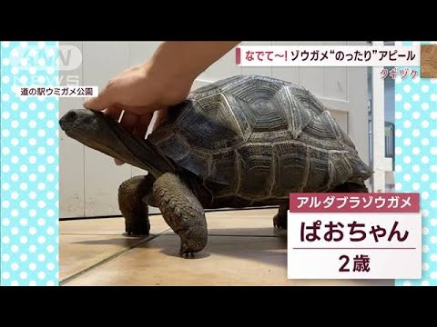 なでなで大好き！　ゾウガメぱおちゃんが“のっそり”アピール(2023年3月15日)