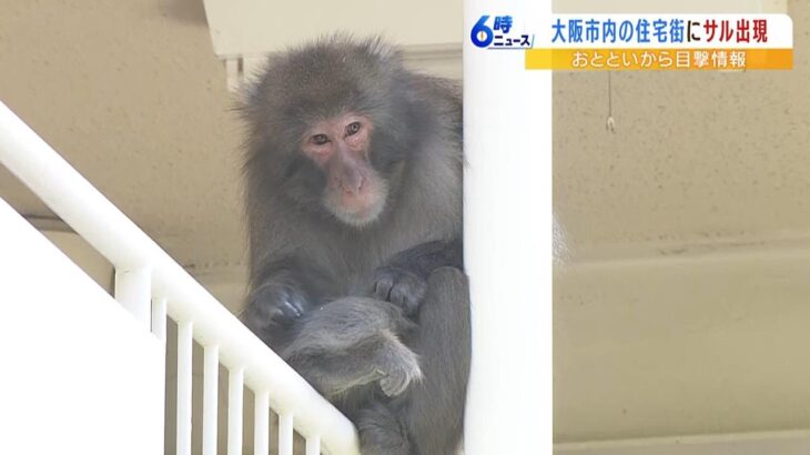 住宅街に現れたサルはどこへ向かう？警察官も現場で警戒　威嚇などせず落ち着いた様子（2023年3月15日）