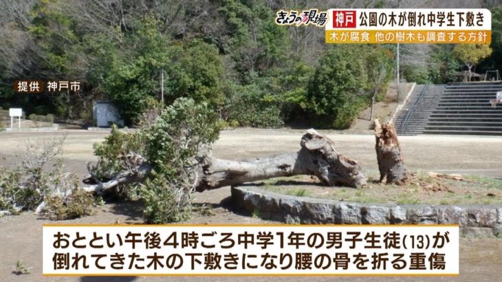 木に引っかかったボール取ろうとして…約５ｍの木が倒れ１３歳が下敷きになり重傷（2023年3月15日）