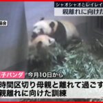 【双子パンダ】「親離れ」に向けた訓練…順調に 上野動物園
