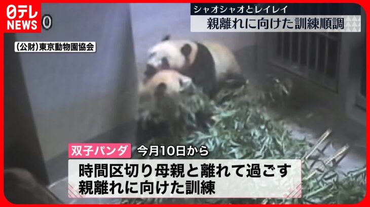 【双子パンダ】「親離れ」に向けた訓練…順調に 上野動物園