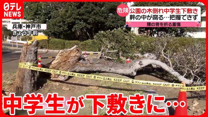 【公園で倒木】中学生が下敷きに…腰の骨を折る重傷 幹の中が腐食…市は把握できず 神戸市