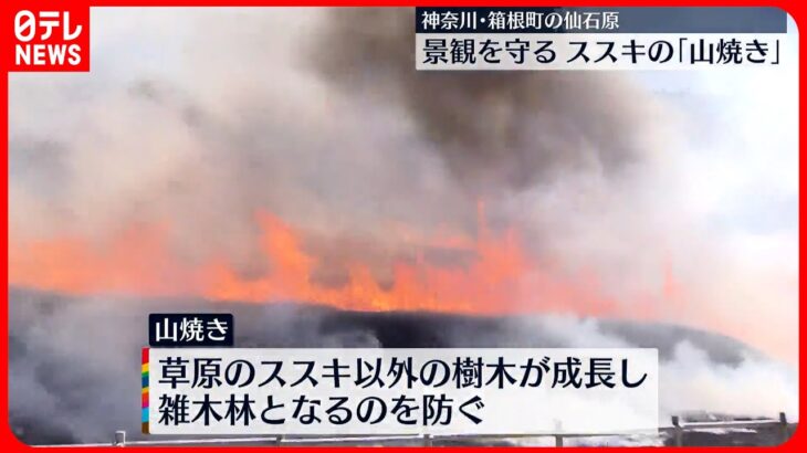 【箱根・仙石原】 ススキの美しい景観を守る「山焼き」