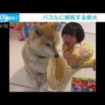 仲良すぎが生んだ嫉妬心！帽子を奪って女の子の気を引く柴犬ちゃん(2023年3月17日)