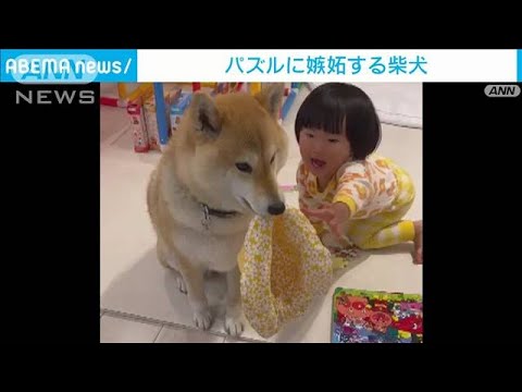 仲良すぎが生んだ嫉妬心！帽子を奪って女の子の気を引く柴犬ちゃん(2023年3月17日)