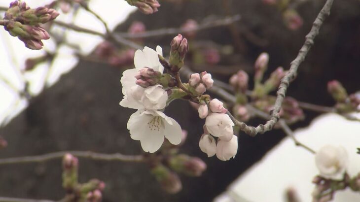 近畿で一番乗り　京都で桜が開花　二条城のソメイヨシノの標本木に６輪の花　観測史上２番目の早さ