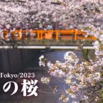 【4K動画】東京の桜 まとめ/Cherry Blossoms in Japan(Tokyo) 2023