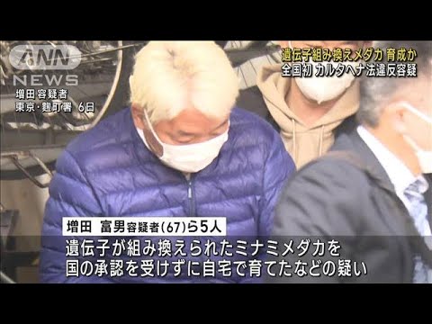 赤く光る“遺伝子組み換えメダカ”育成か　5人逮捕(2023年3月8日)