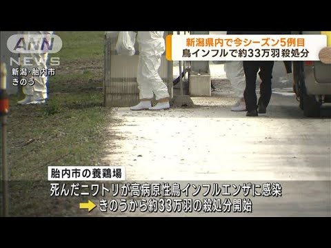 新潟県内で今シーズン5例目 鳥インフル殺処分始まる(2023年3月13日)