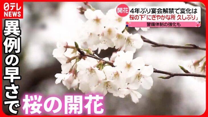 【異例の早さ】“桜の開花”進む “桜まつり”開催前倒しも… 宴会は4年ぶり解禁