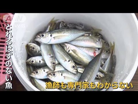 【報ステ】各地で“大量発生”深海にも異変…温暖化が『ブランド魚』にも影響か(2023年3月17日)