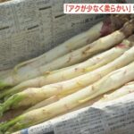 アクが少なく柔らかい　早春の味覚・特産「山うど」の出荷　兵庫・豊岡市（2023年3月19日）