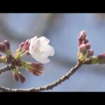 大阪管区気象台が桜の開花を発表しました。２０２１年と並んで観測史上最も早い開花です。
