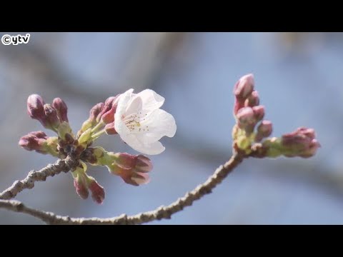大阪管区気象台が桜の開花を発表しました。２０２１年と並んで観測史上最も早い開花です。
