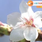 大阪城公園「夜桜を楽しむイベント」４年ぶりに開催へ　大阪で「桜の開花」発表（2023年3月19日）