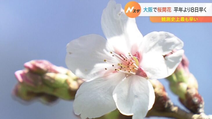 大阪城公園「夜桜を楽しむイベント」４年ぶりに開催へ　大阪で「桜の開花」発表（2023年3月19日）