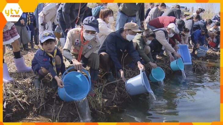 由良川でサケの稚魚３万匹放流　戻るのは３～４年後、１０００匹に１匹程度　京都・綾部市