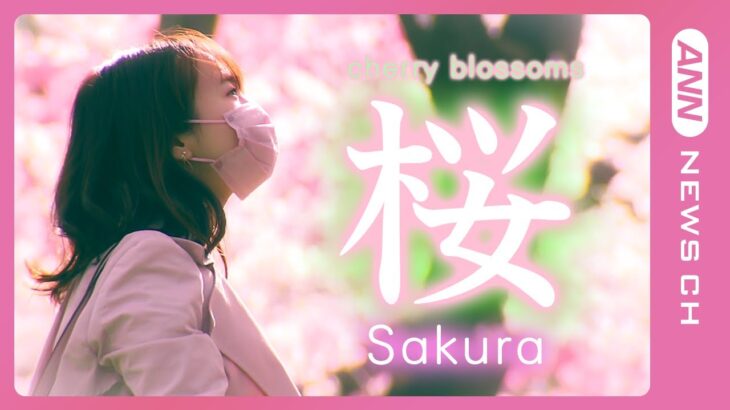【満開の桜】日本全国 桜の映像総まとめ！さくらニュース2022/Cherry Blossoms in Japan 2022