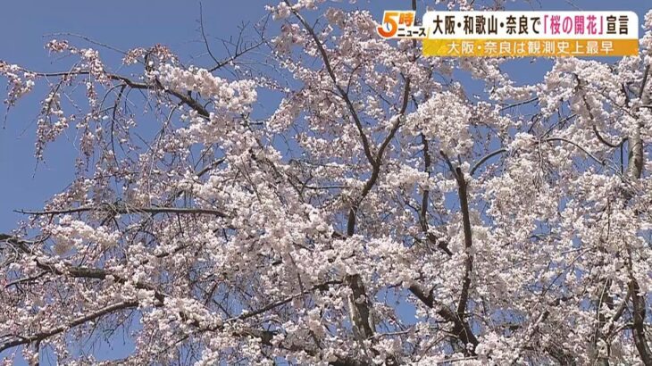 大阪では観測開始以来最も早い『桜の開花』　すでに大阪城公園ではしだれ桜が満開に（2023年3月20日）