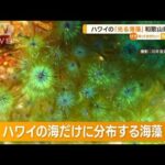 ハワイの光る海藻「クジャクケヤリ」　和歌山県沖で発見…他の国内海域に分布の可能性(2023年3月21日)