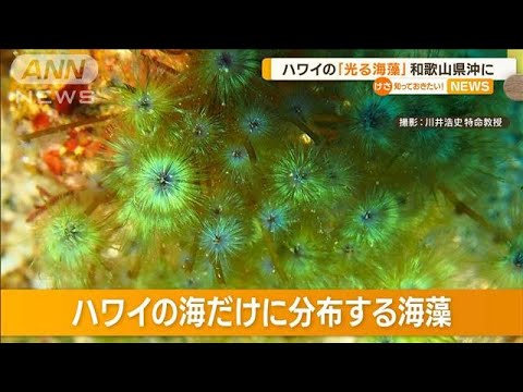 ハワイの光る海藻「クジャクケヤリ」　和歌山県沖で発見…他の国内海域に分布の可能性(2023年3月21日)