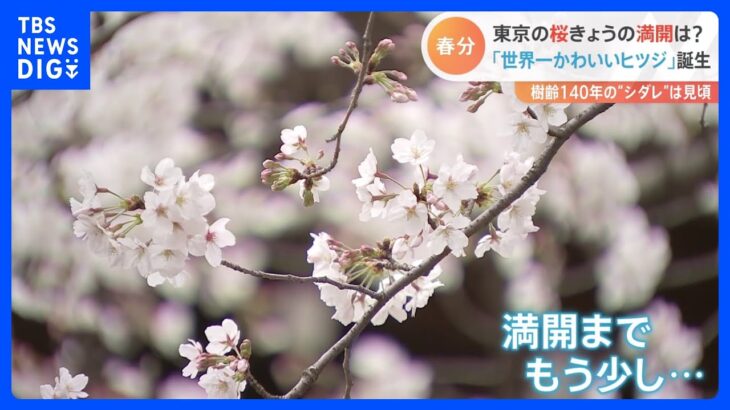 【桜開花状況】東京は桜満開までもう少し！山梨の寺院では満開も　列島各地の様子は？【春分の日】｜TBS NEWS DIG