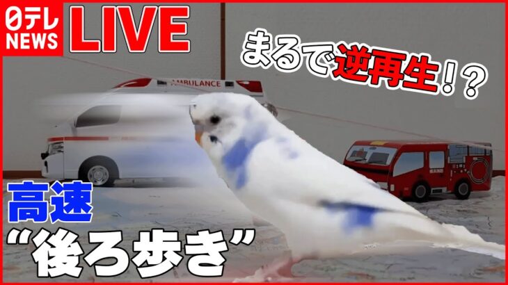 【動物ライブ】赤ちゃんペンギンと飼育員が攻防 / 猫パンチ 犬と猫の戦い/ カメにも好き嫌い？ピーマン食べて“苦悶の表情”/新宿駅構内にタヌキ　など（日テレNEWS LIVE）