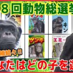 【動物まとめ】「チンパンジー総選挙」個性派揃いの選挙のゆくえは？/ 恐竜に「のどの骨」/双子パンダシャオシャオとレイレイの親離れなど （日テレNEWS LIVE）