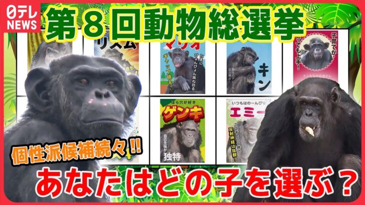 【動物まとめ】「チンパンジー総選挙」個性派揃いの選挙のゆくえは？/ 恐竜に「のどの骨」/双子パンダシャオシャオとレイレイの親離れなど （日テレNEWS LIVE）