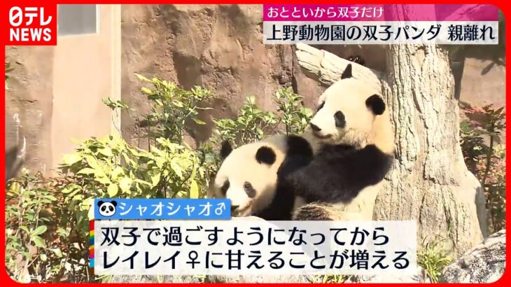 【双子パンダ】「親離れ」 シャオシャオはレイレイに甘え… 上野動物園