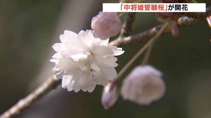 「姫さまを思わせる可憐な花」２０枚～３０枚の花びらが重なる『中将姫誓願桜』開花（2023年3月21日）