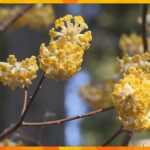 京都・綾部市の山間で　枝の先が３つに分かれる“黄色い”「ミツマタ」の花が見ごろ