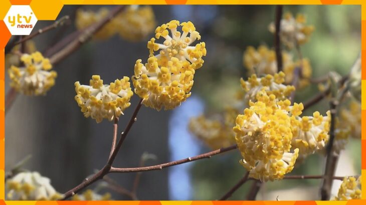 京都・綾部市の山間で　枝の先が３つに分かれる“黄色い”「ミツマタ」の花が見ごろ