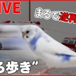 【動物ライブ】赤ちゃんペンギンと飼育員が攻防 / 猫パンチ 犬と猫の戦い/ カメにも好き嫌い？ピーマン食べて“苦悶の表情”/新宿駅構内にタヌキ　など（日テレNEWS LIVE）