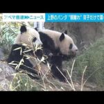 上野のパンダ　シャオシャオ、レイレイ“親離れ”(2023年3月22日)