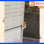 「去った」と見せかけて…まさかの監視？柴犬・コゴローくんの爆笑行動｜TBS NEWS DIG