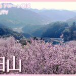 山里から　春の便りを桜にのせて　高知県須崎市【JNN sakuraドローンDIG】