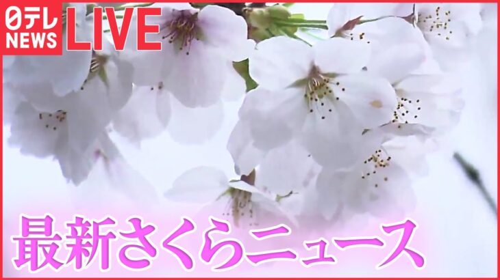 【ライブ】『最新さくら情報ニュース』各地で桜の開花の便り お花見シーズンに突入 ――ことしの全国の桜の名所に関するまとめ（日テレNEWS LIVE）