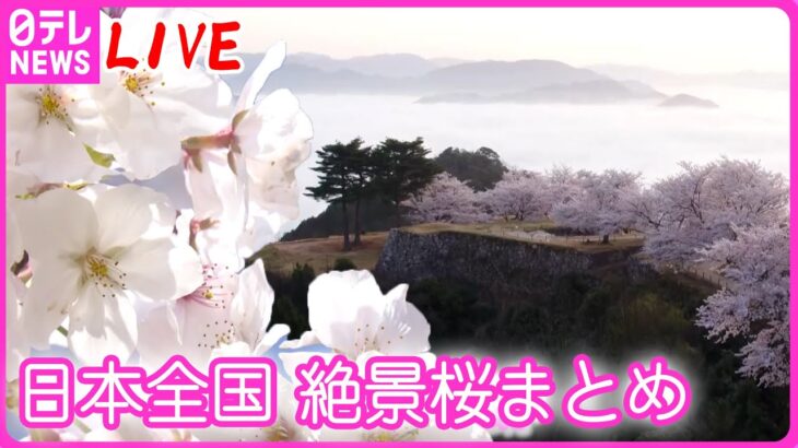 【春爛漫 お花見気分】『桜の名所・日本絶景ライブ』日本全国各所にある桜の名所をお届け――上空からはドローンで地上からは花びらまで鮮明に　春を感じる美しい映像まとめ（日テレニュース LIVE）