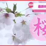 【ライブ】『最新さくら情報ニュース』各地で桜の開花の便り お花見シーズンに突入 ――ことしの全国の桜の名所に関するまとめ（日テレNEWS LIVE）